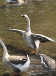 SX22947 Swan stretching its wings.jpg